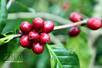Vietnamese coffee exports shine in E.C.’s agri-food trade report